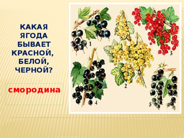 Какая ягода бывает красной, белой, черной? смородина