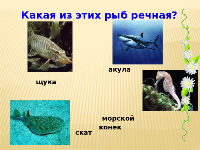 Какая из этих рыб речная? акула щука  морской конек скат