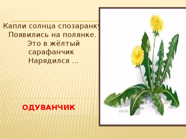 Капли солнца спозаранку  Появились на полянке.  Это в жёлтый сарафанчик  Нарядился ... одуванчик