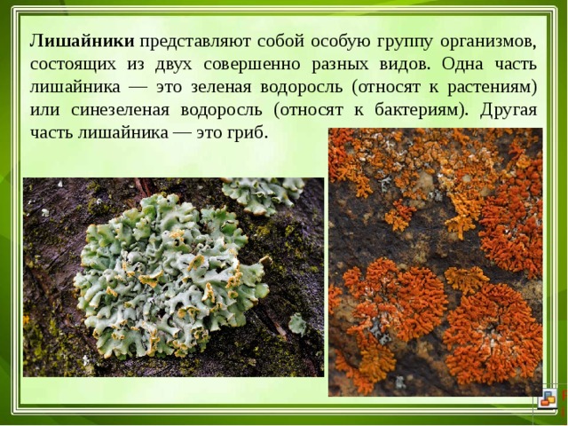 Лишайники  представляют собой особую группу организмов, состоящих из двух совершенно разных видов. Одна часть лишайника — это зеленая водоросль (относят к растениям) или синезеленая водоросль (относят к бактериям). Другая часть лишайника — это гриб.