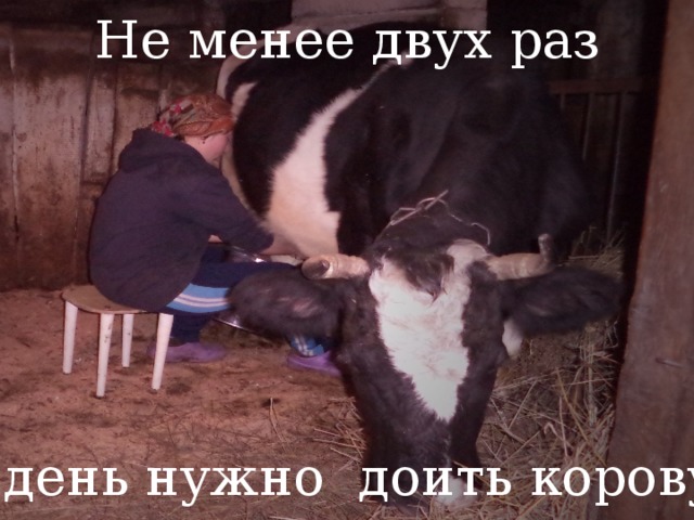 Не менее двух раз в день нужно доить корову!