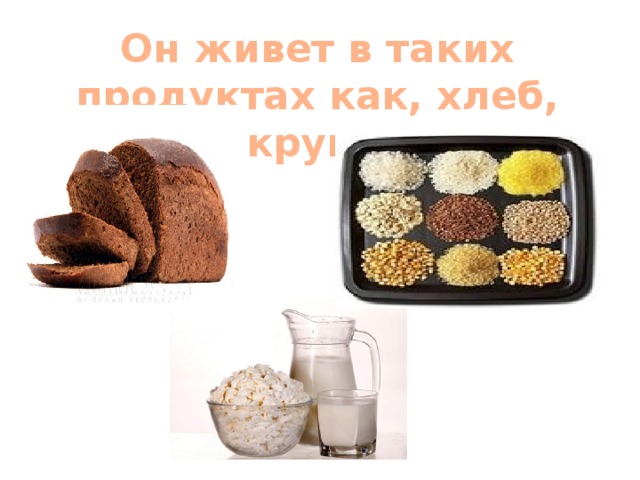 Он живет в таких продуктах как, хлеб, крупы