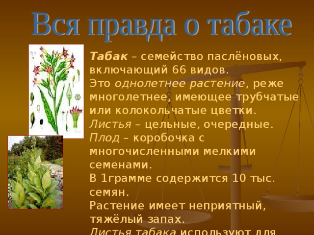 Табак – семейство паслёновых, включающий 66 видов. Это однолетнее растение , реже многолетнее, имеющее трубчатые или колокольчатые цветки. Листья – цельные, очередные. Плод – коробочка с многочисленными мелкими семенами. В 1грамме содержится 10 тыс. семян. Растение имеет неприятный, тяжёлый запах. Листья табака используют для борьбы с вредителями сельского хозяйства.