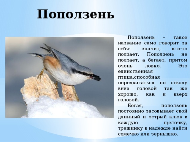 Поползень  Поползень - такое название само гово­рит за себя: значит, кто-то ползает. Поползень не ползает, а бегает, притом очень ловко.  Это единствен­ная птица,способная передвигаться по ство­лу вниз головой так же хорошо, как и вверх головой.  Бегая, по­ползень постоянно засовывает свой длинный и острый клюв в каждую щелочку, трещинку в надежде найти семечко или зернышко.