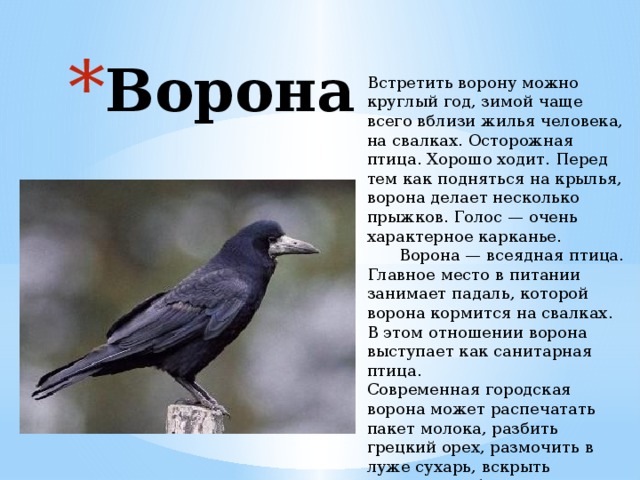 Ворона