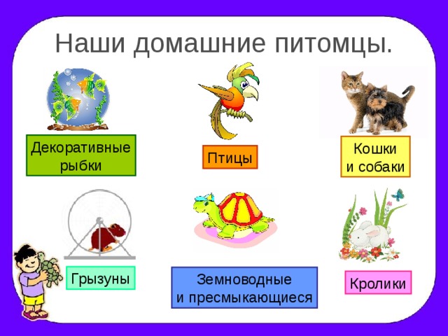 Наши домашние питомцы. Декоративные рыбки Кошки и собаки Птицы Грызуны Земноводные и пресмыкающиеся Кролики