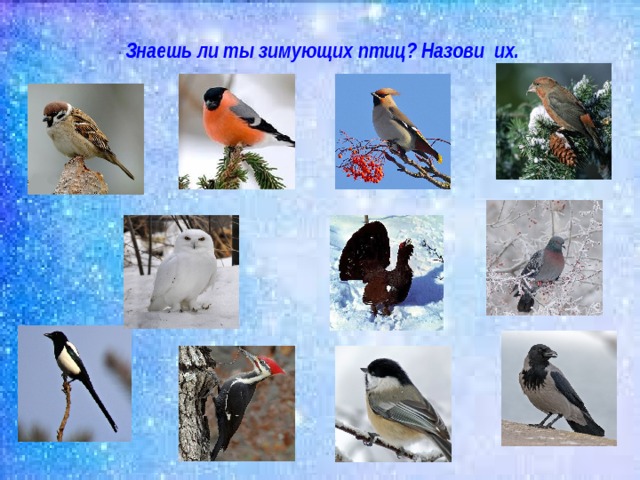 Знаешь ли ты зимующих птиц? Назови их.