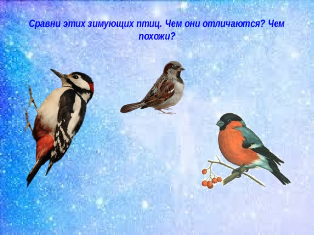 Сравни этих зимующих птиц. Чем они отличаются? Чем похожи?