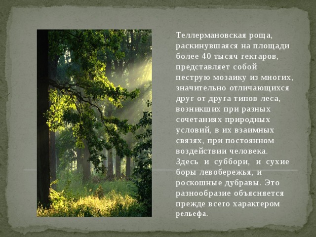 Теллермановская роща, раскинувшаяся на площади более 40 тысяч гектаров, представляет собой пеструю мозаику из многих, значительно отличающихся друг от друга типов леса, возникших при разных сочетаниях природных условий, в их взаимных связях, при постоянном воздействии человека. Здесь и суббори, и сухие боры левобережья, и роскошные дубравы. Это разнообразие объясняется прежде всего характером рельефа.