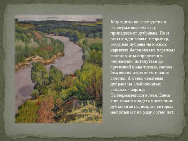 Безраздельное господство в Теллермановском лесу принадлежит дубравам. Но и они не одинаковы: например, осоковая дубрава на южных карнизах балок или на переломе склонов, она определенно «обижена»: дотянуться до грунтовой воды трудно, почвы бедноваты перегноем и часто солоны. А осоко-снытевая дубрава на слабопокатых склонах - царица Теллермановского леса. Здесь еще можно увидеть уцелевшие дубы-гиганты, возраст которых насчитывает не одну сотню лет.