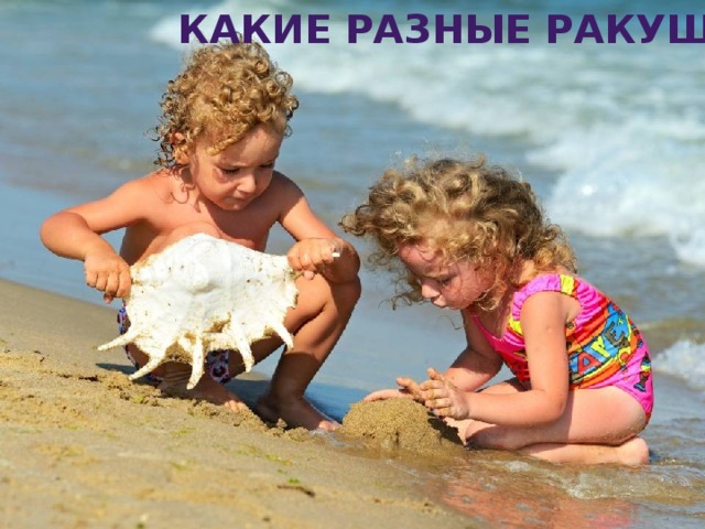 Какие разные ракушки