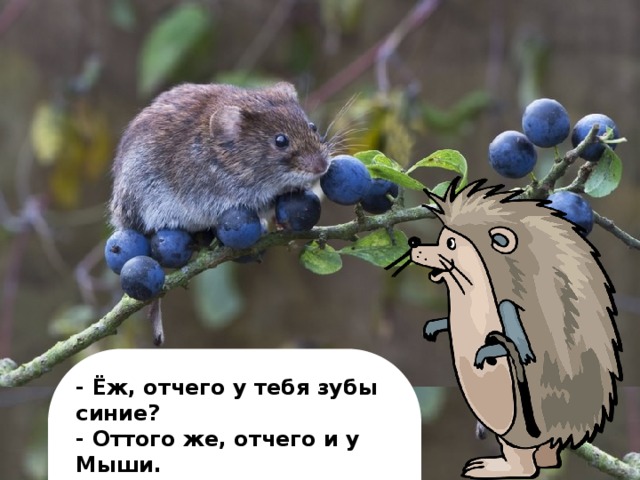 - Ёж, отчего у тебя зубы синие? - Оттого же, отчего и у Мыши. - Мышь, отчего у тебя зубы синие? - Не видишь разве - чернику ем!