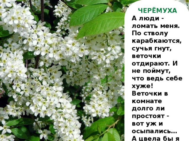 ЧЕРЁМУХА А люди - ломать меня. По стволу карабкаются, сучья гнут, веточки отдирают. И не поймут, что ведь себе хуже! Веточки в комнате долго ли простоят - вот уж и осыпались… А цвела бы я нетронутая, так сколько бы дней глаз веселила!