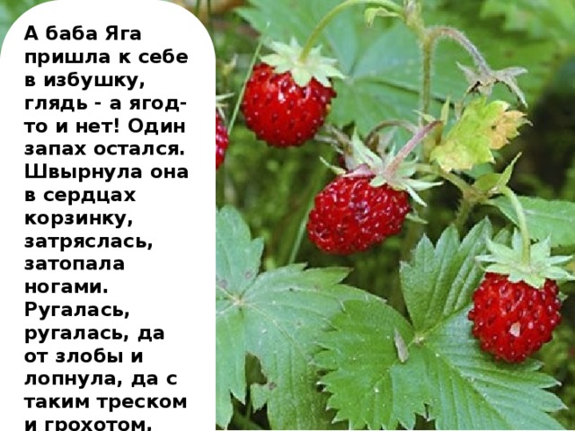 А баба Яга пришла к себе в избушку, глядь - а ягод-то и нет! Один запах остался. Швырнула она в сердцах корзинку, затряслась, затопала ногами. Ругалась, ругалась, да от злобы и лопнула, да с таким треском и грохотом, что вместе с ней рассыпалась и её избушка.