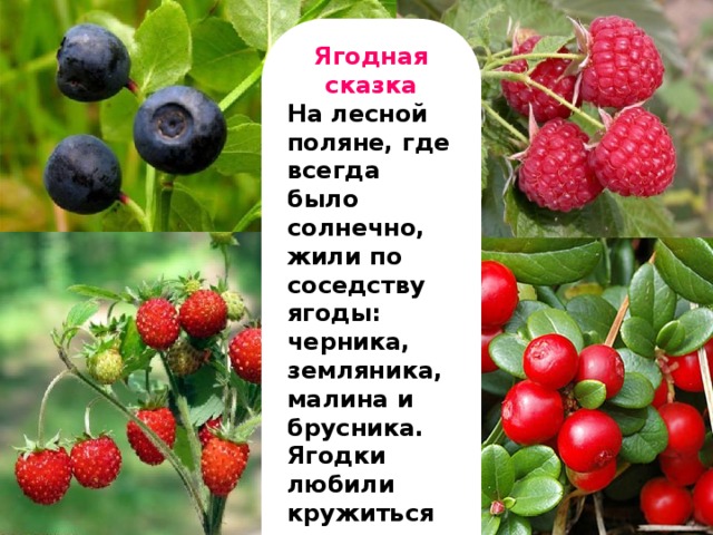 Ягодная сказка На лесной поляне, где всегда было солнечно, жили по соседству ягоды: черника, земляника, малина и брусника. Ягодки любили кружиться под яркими лучами солнышка и нахваливать себя.