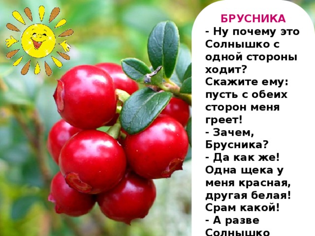 БРУСНИКА - Ну почему это Солнышко с одной стороны ходит? Скажите ему: пусть с обеих сторон меня греет! - Зачем, Брусника? - Да как же! Одна щека у меня красная, другая белая! Срам какой! - А разве Солнышко виновато? - Конечно! Кому из нас легче повернуться-то?!