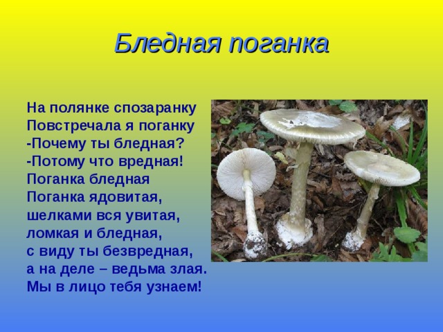 Бледная поганка  На полянке спозаранку Повстречала я поганку -Почему ты бледная? -Потому что вредная! Поганка бледная Поганка ядовитая, шелками вся увитая, ломкая и бледная, с виду ты безвредная, а на деле – ведьма злая. Мы в лицо тебя узнаем!