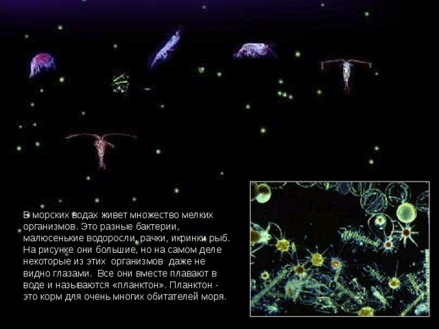 В морских водах живет множество мелких организмов. Это разные бактерии, малюсенькие водоросли, рачки, икринки рыб. На рисунке они большие, но на самом деле некоторые из этих организмов даже не видно глазами. Все они вместе плавают в воде и называются «планктон». Планктон - это корм для очень многих обитателей моря.