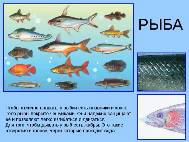 РЫБА Чтобы отлично плавать, у рыбки есть плавники и хвост. Тело рыбы покрыто чешуйками. Они надежно защищают её и позволяют легко изгибаться и двигаться. Для того, чтобы дышать у рыб есть жабры. Это такие отверстия в голове, через которые проходит вода.