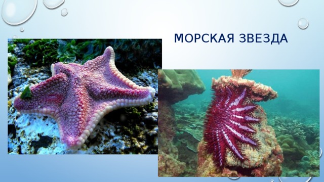 Морская звезда