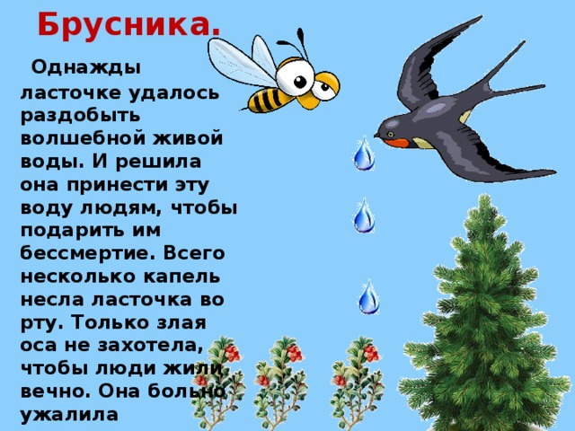 Брусника.  Однажды ласточке удалось раздобыть волшебной живой воды. И решила она принести эту воду людям, чтобы подарить им бессмертие. Всего несколько капель несла ласточка во рту. Только злая оса не захотела, чтобы люди жили вечно. Она больно ужалила несчастную птичку, и та пролила драгоценные капли на землю.