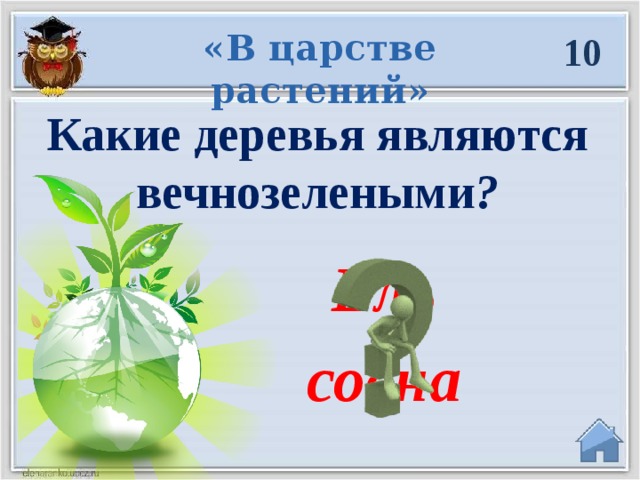 «В царстве растений» 10 Какие деревья являются вечнозелеными ? Ель сосна