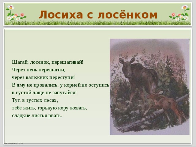 Лосиха с лосёнком Шагай, лосенок, перешагивай! Через пень перешагни, через валежник переступи! В яму не провались, у корней не оступись, в густой чаще не запутайся! Тут, в густых лесах, тебе жить, горькую кору жевать, сладкие листья рвать.