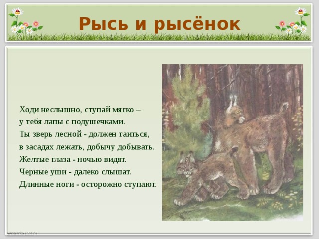 Рысь и рысёнок Ходи неслышно, ступай мягко – у тебя лапы с подушечками. Ты зверь лесной - должен таиться, в засадах лежать, добычу добывать. Желтые глаза - ночью видят. Черные уши - далеко слышат. Длинные ноги - осторожно ступают.