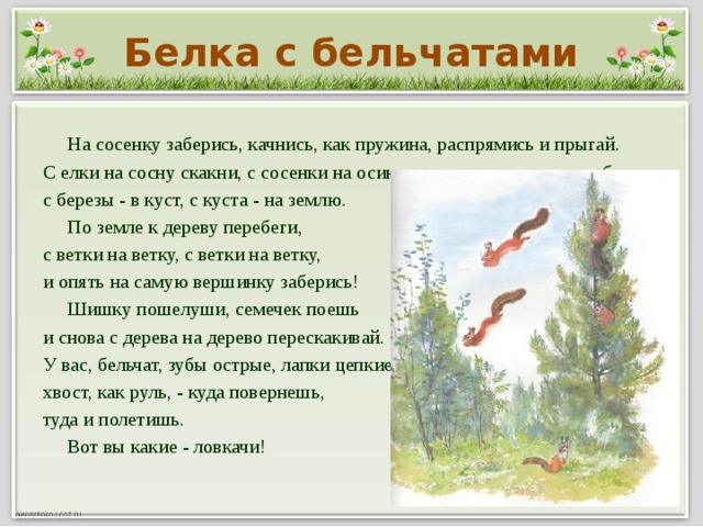 Белка с бельчатами  На сосенку заберись, качнись, как пружина, распрямись и прыгай. С елки на сосну скакни, с сосенки на осину перелети, с осины - на березу, с березы - в куст, с куста - на землю.  По земле к дереву перебеги, с ветки на ветку, с ветки на ветку, и опять на самую вершинку заберись!  Шишку пошелуши, семечек поешь и снова с дерева на дерево перескакивай. У вас, бельчат, зубы острые, лапки цепкие, хвост, как руль, - куда повернешь, туда и полетишь.  Вот вы какие - ловкачи!