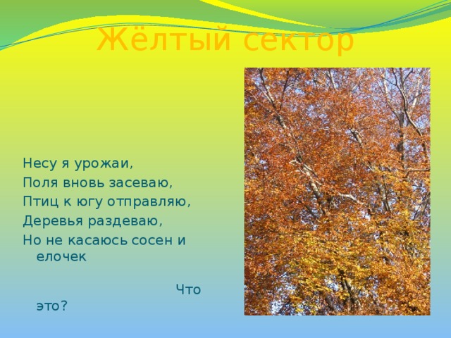 Жёлтый сектор Несу я урожаи, Поля вновь засеваю, Птиц к югу отправляю, Деревья раздеваю, Но не касаюсь сосен и елочек Что это?