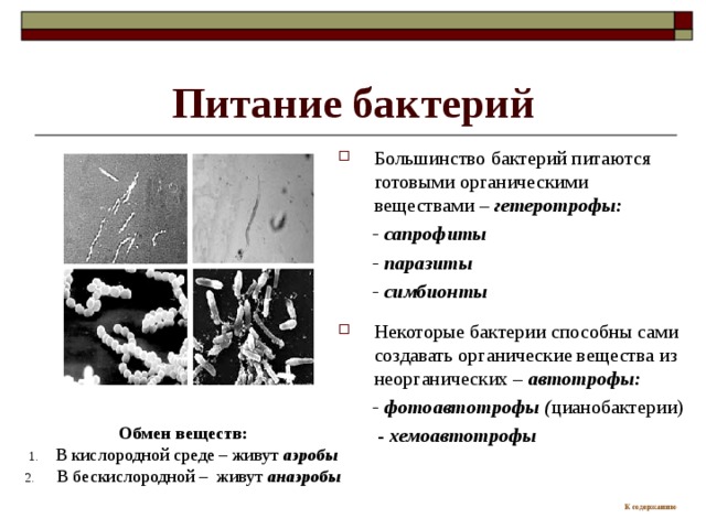 Питание бактерий Большинство бактерий питаются готовыми органическими веществами – гетеротрофы:  - сапрофиты  - паразиты  - симбионты  Некоторые  бактерии способны сами создавать органические вещества из неорганических – автотрофы:  - фотоавтотрофы ( цианобактерии)  - хемоавтотрофы Обмен веществ: В кислородной среде – живут аэробы  В бескислородной – живут анаэробы К содержанию