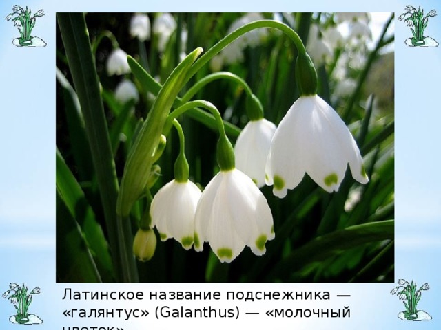 Латинское название подснежника — «галянтус» (Galanthus) — «молочный цветок».
