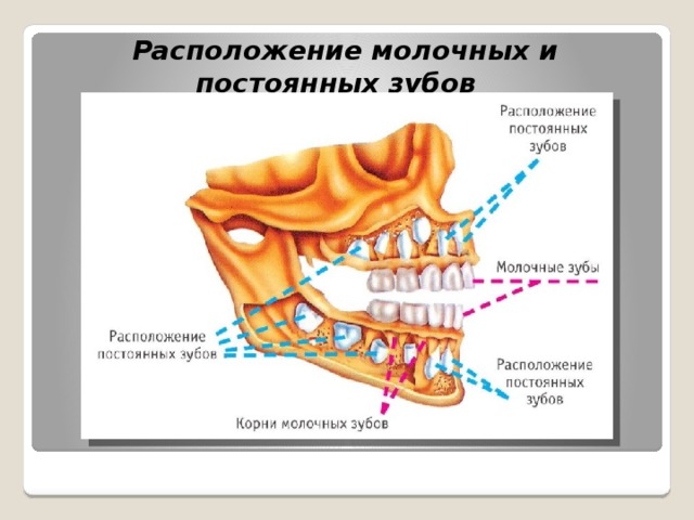 Расположение молочных и постоянных зубов