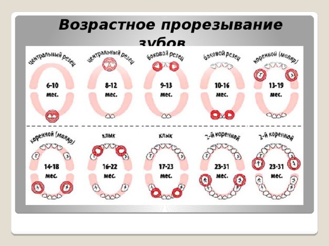 Возрастное прорезывание зубов