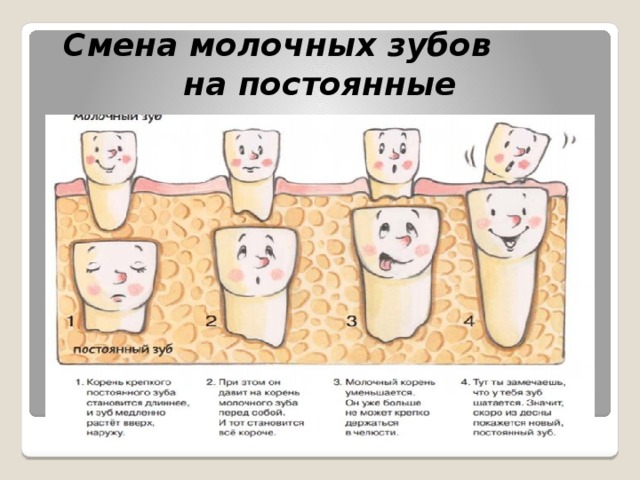Смена молочных зубов на постоянные
