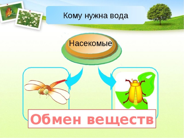 Обмен веществ