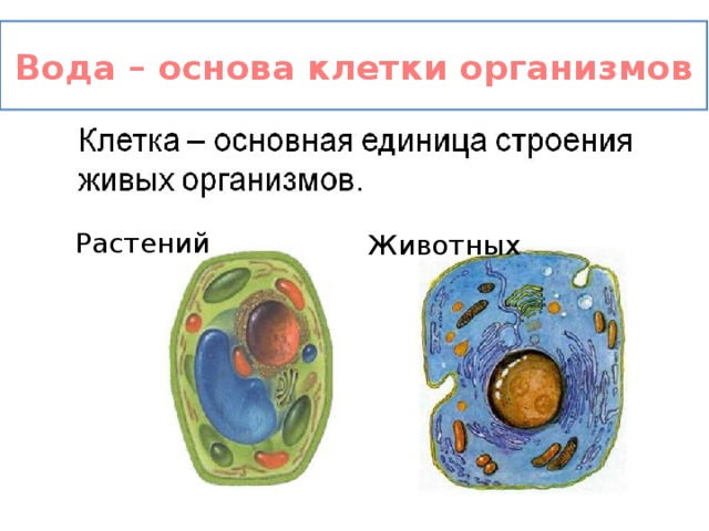 Вода – основа клетки организмов Растений Животных