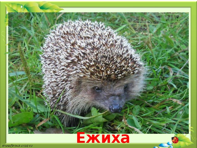 Ежиха