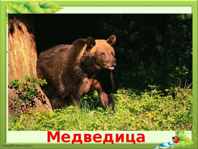 Медведица