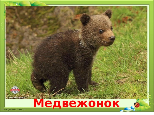 Медвежонок