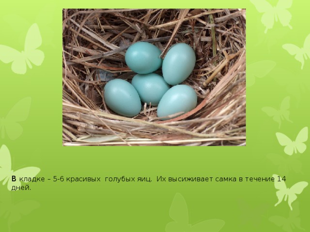 В кладке – 5-6 красивых голубых яиц. Их высиживает самка в течение 14 дней.