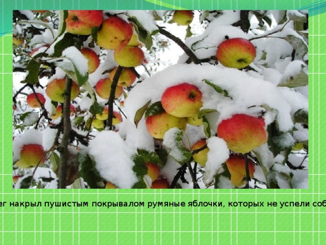 Снег накрыл пушистым покрывалом румяные яблочки, которых не успели собрать.
