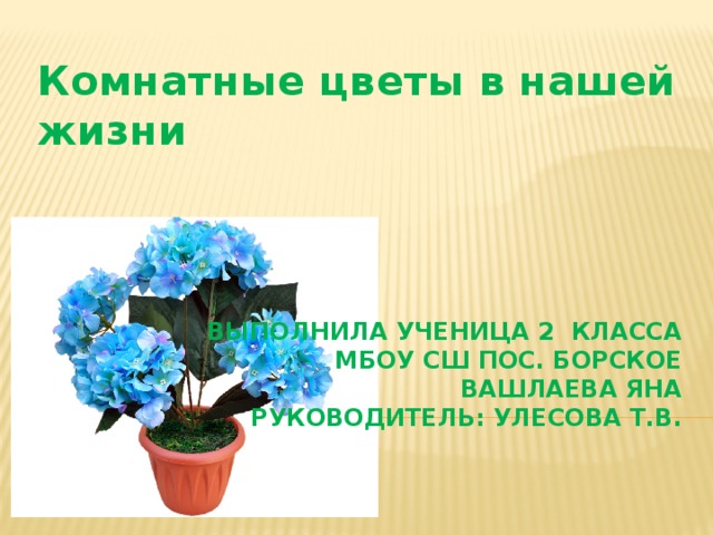 Для чего нужны комнатные растения. Цветы нашей жизни. Цитаты про комнатные растения. Комнатные растения как часть нашей жизни.