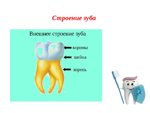 Строение зуба