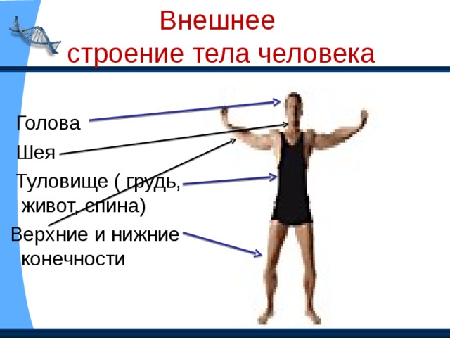 Кто такой физиолог? Физиолог - ученый, занимающийся изучением строения и работой органов. Что изучает? Анатомия  Строение тела человека Физиология работу внутренних органов