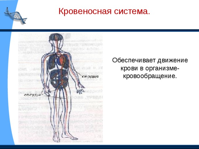 Пищеварительная система. Обеспечивает переваривание пищи.