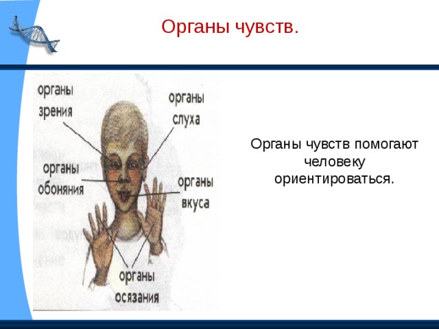 Нервная система. Нервная система управляет всем организмом.