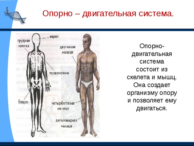 Органы чувств. Органы чувств помогают человеку ориентироваться.