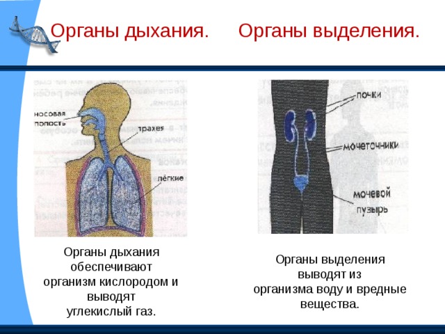 Опорно – двигательная система. Опорно-двигательная система состоит из скелета и мышц. Она создает организму опору и позволяет ему двигаться.