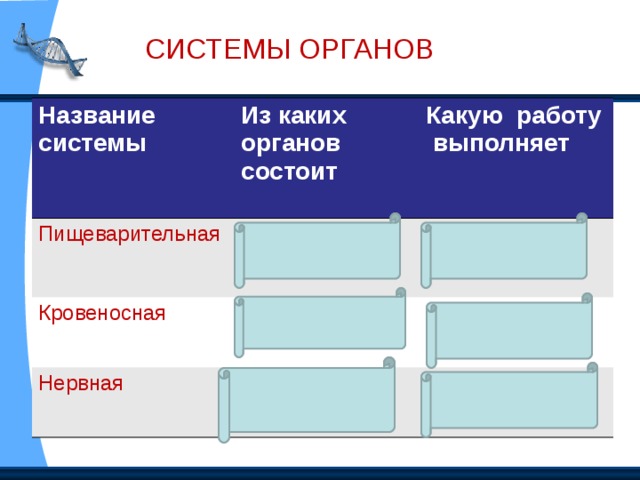 Органы дыхания. Органы выделения. Органы дыхания обеспечивают организм кислородом и выводят углекислый газ. Органы выделения выводят из организма воду и вредные вещества.